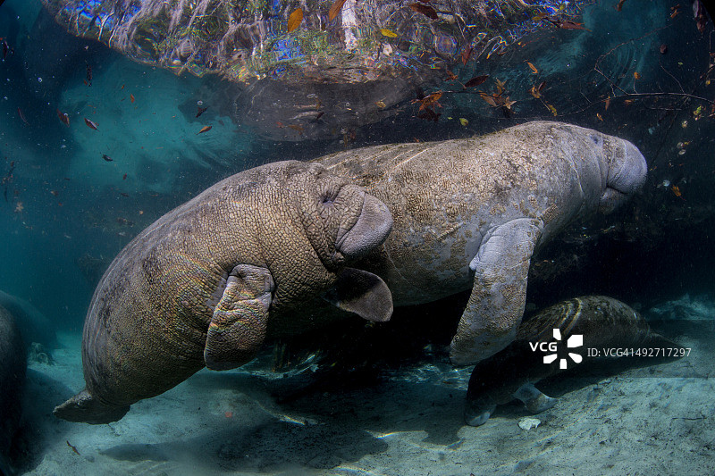 海牛妈妈和小海牛图片素材