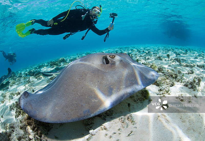潜水员观察黄貂鱼图片素材