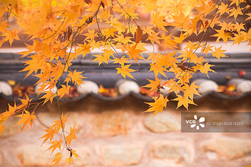 秋天的落叶图片素材