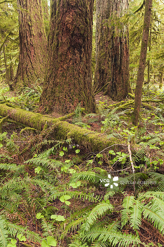 大教堂林地图片素材