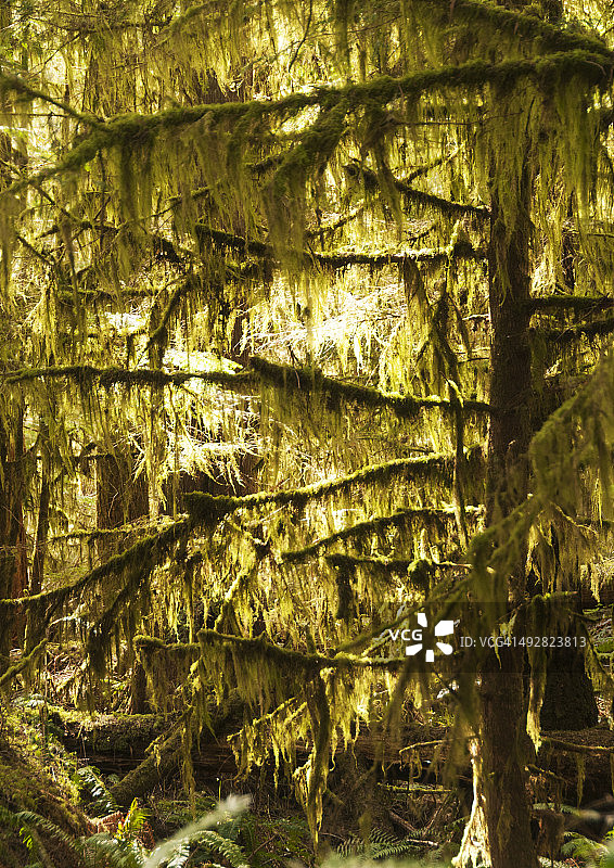 大教堂林地图片素材