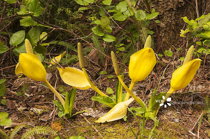西部臭菘图片素材