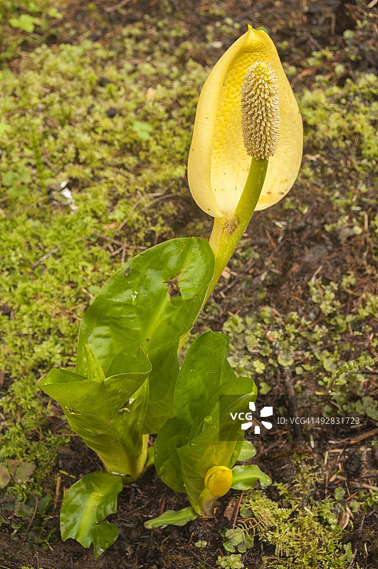 西部臭菘图片素材