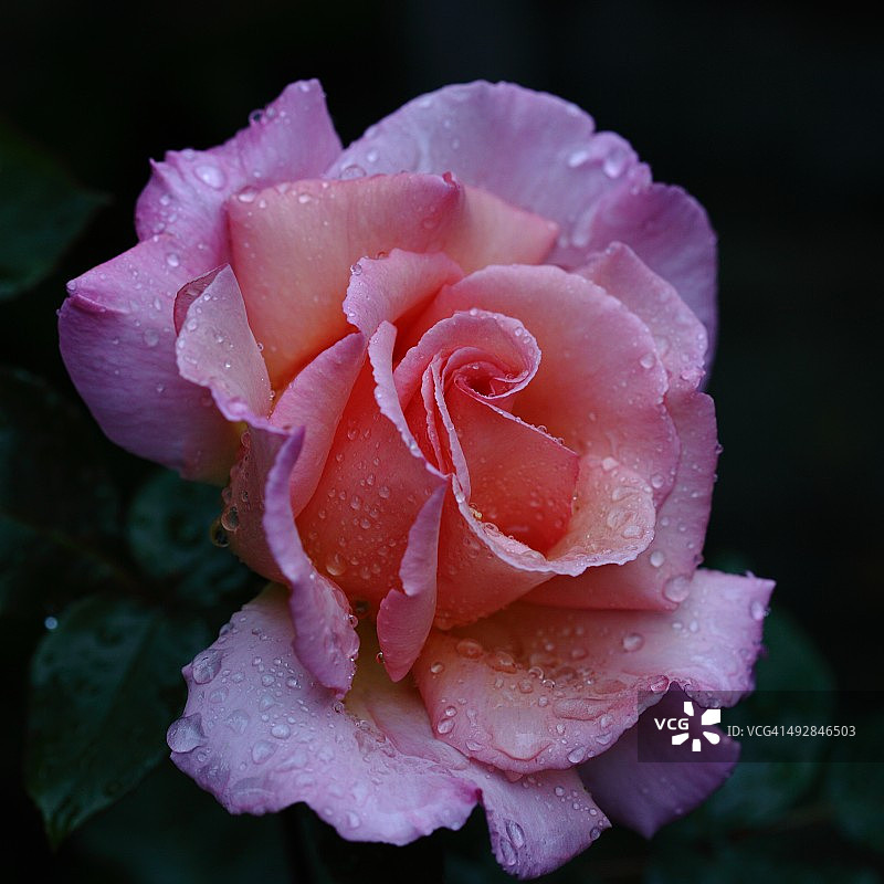 老桃色玫瑰图片素材