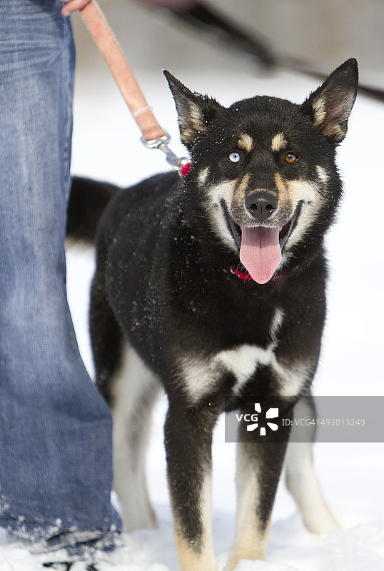 哈士奇的虹膜异色症图片素材