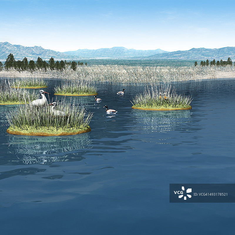 人工湿地图片素材