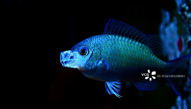 蓝绿光鳃鱼图片素材