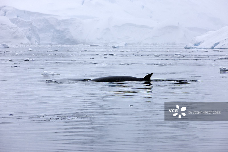 南极小须鲸图片素材