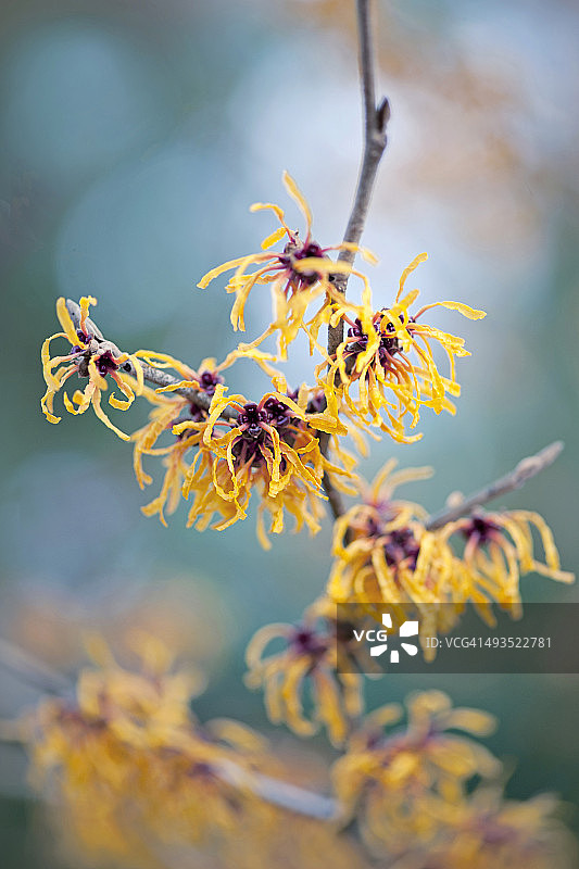 金缕梅图片素材