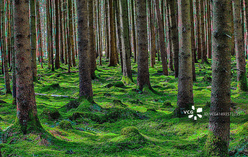 绿色的森林图片素材