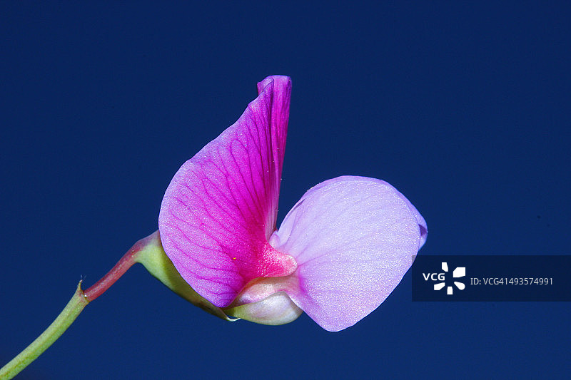 粉红色的图片素材