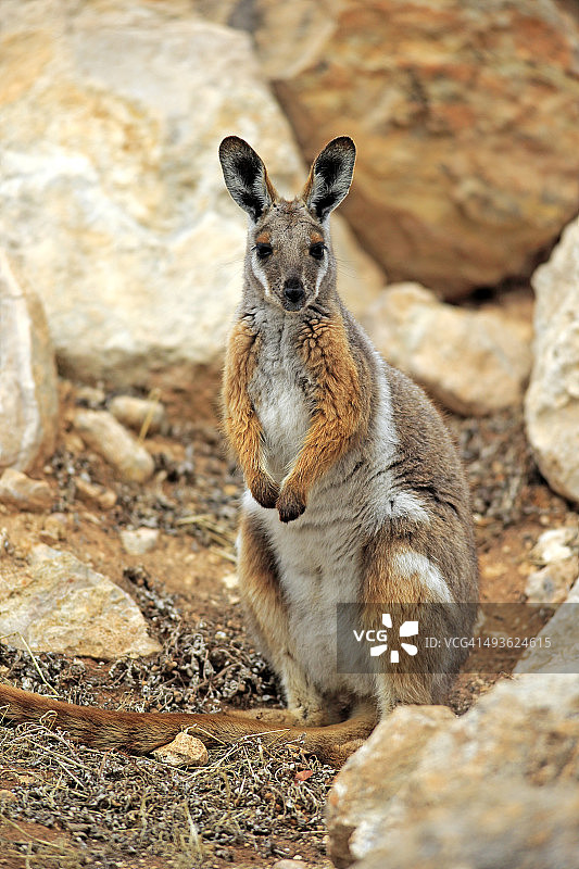 黄脚岩袋鼠图片素材
