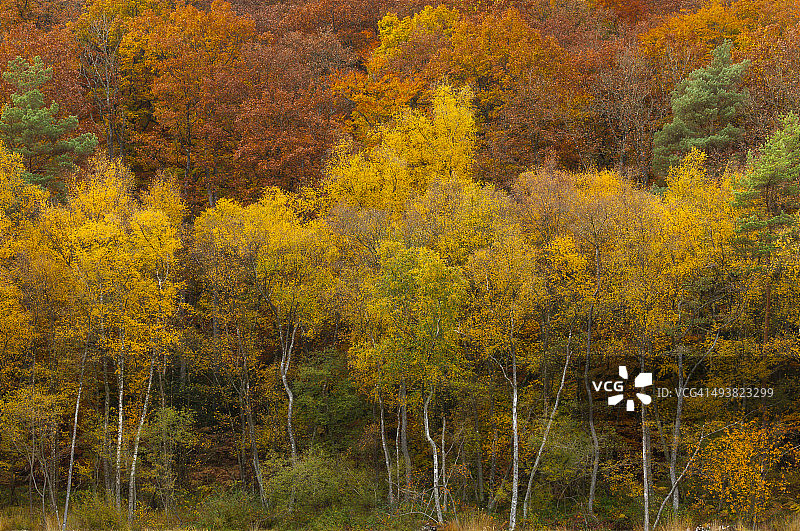 秋季林地图片素材