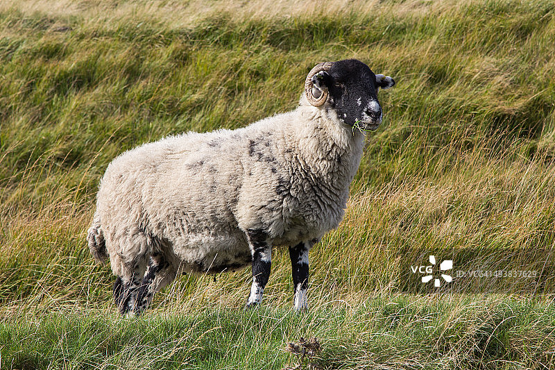 毛茸茸的羊图片素材