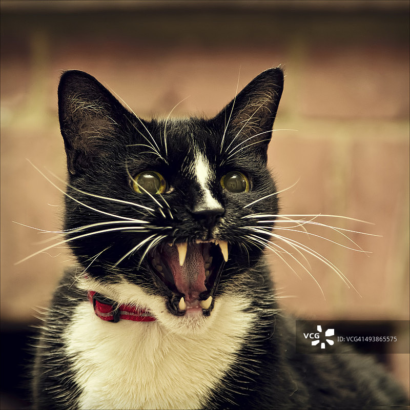 剑齿猫图片素材