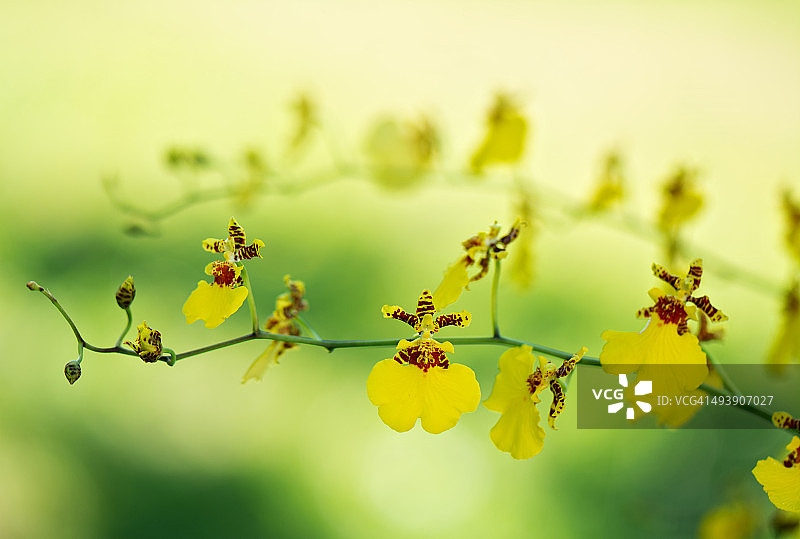 跳舞兰图片素材