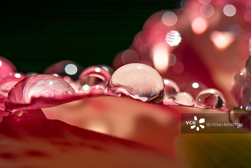 花瓣上的水滴图片素材