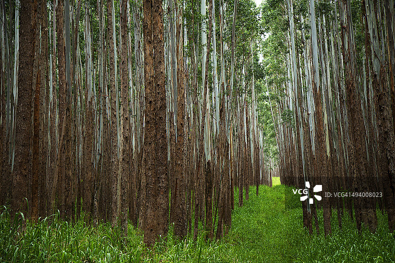 桉树（Eucalyptus cloeziana）图片素材
