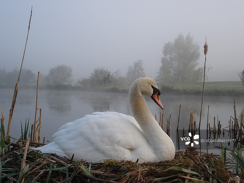 天鹅研究图片素材