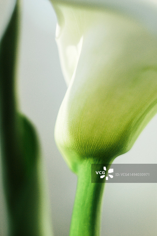 马蹄莲苞片茎图片素材