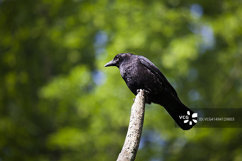 栖息在森林杆顶部的秃鼻乌鸦图片素材