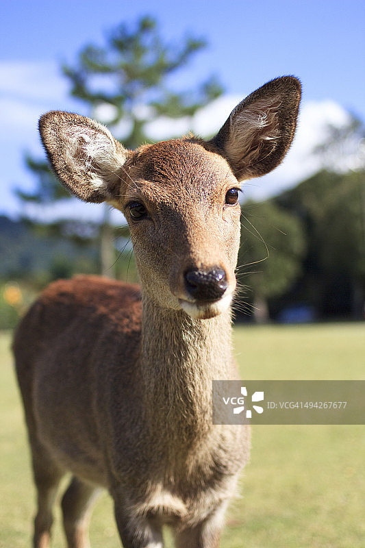 奈良公园的野生鹿图片素材