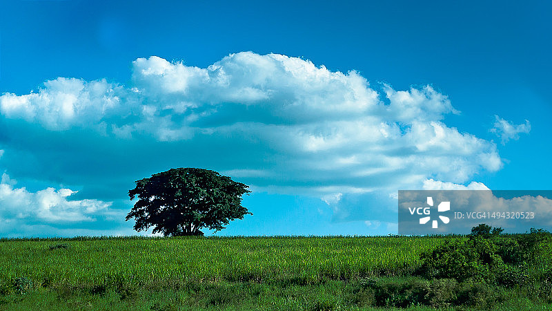 空地上的大树图片素材