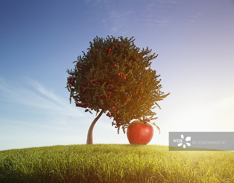 田野里树上生长的超大苹果图片素材