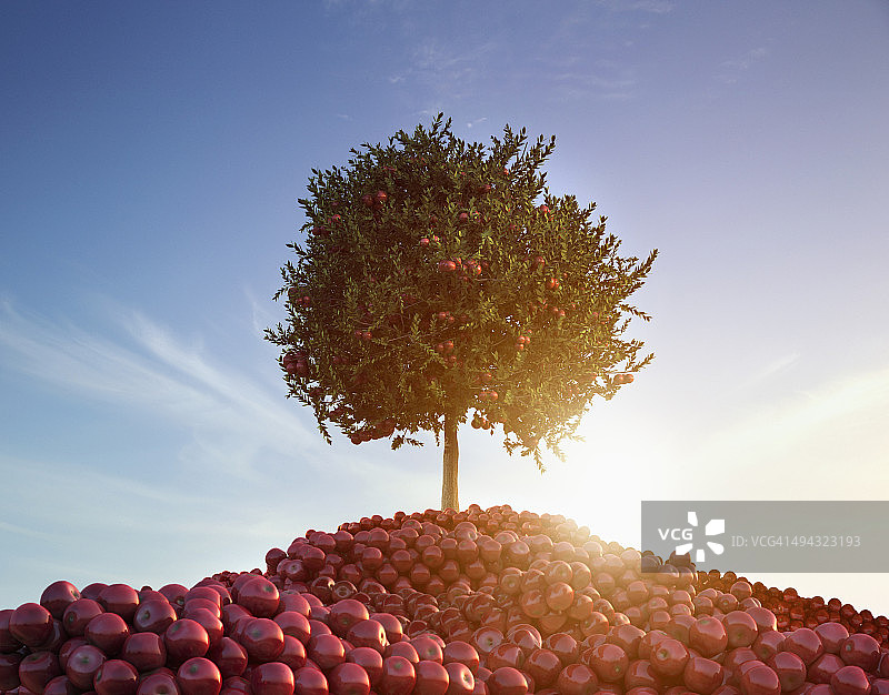 户外树下的苹果堆图片素材
