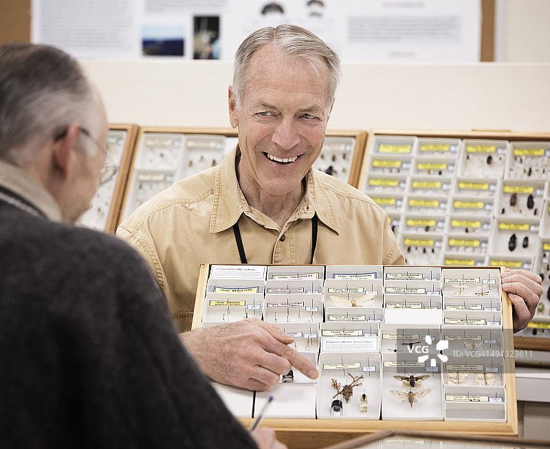 白人策展人在博物馆整理昆虫标本图片素材