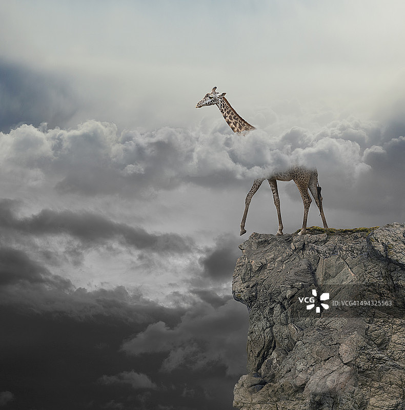 在悬崖上行走，头在云中的⻓颈⿅图片素材
