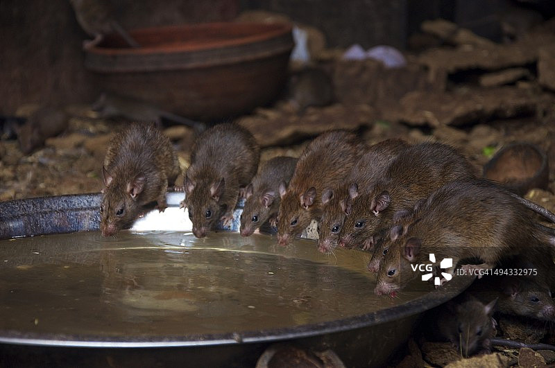 印度比卡内尔卡尔尼·玛塔鼠庙图片素材