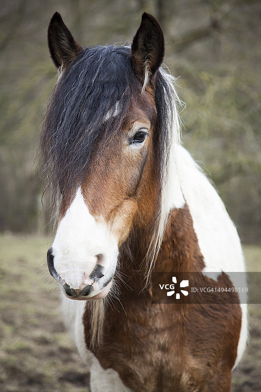 白棕色马匹肖像图片素材