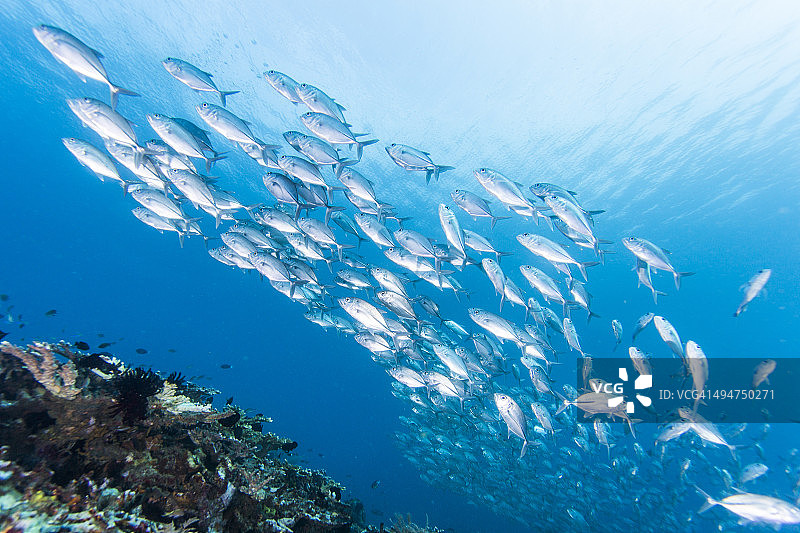与成群的鲹鱼一起潜水图片素材