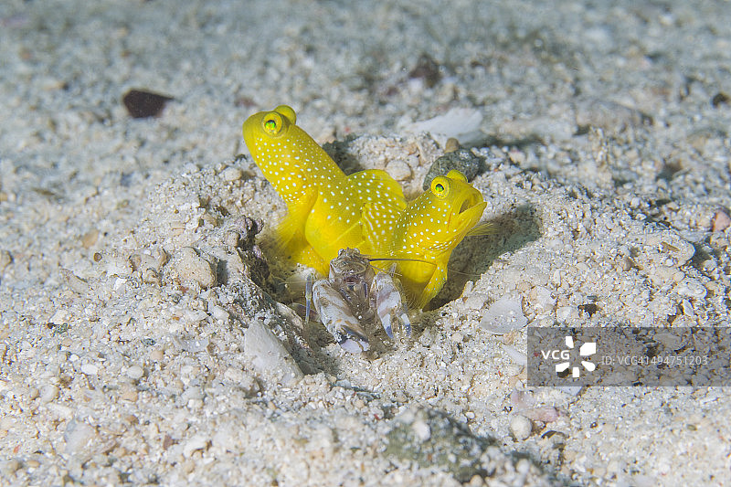 虎虾和虾虎鱼图片素材