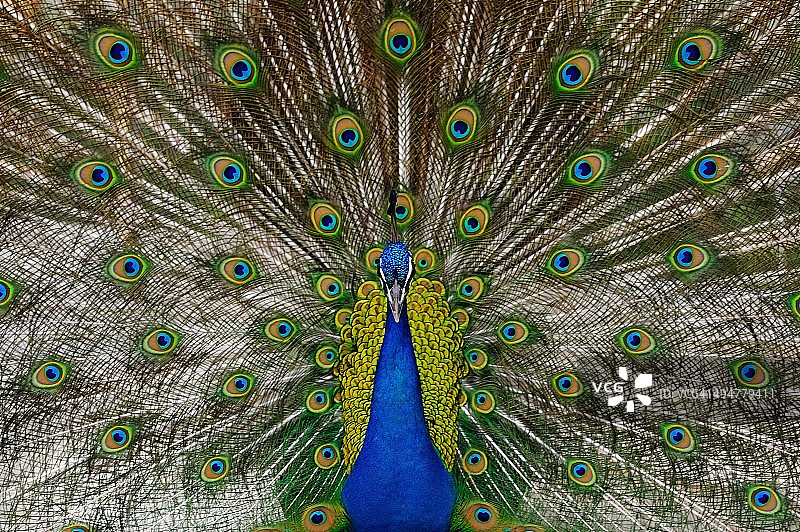 印度孔雀图片素材
