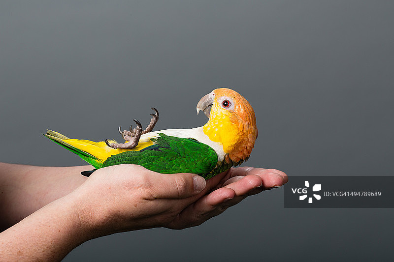 手上的花头鹦鹉图片素材