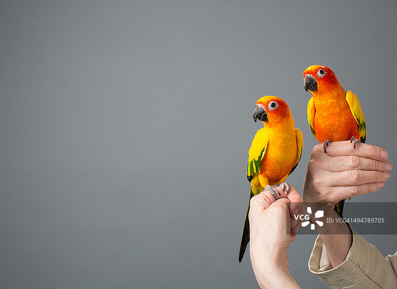栖息在女人手上的两只太阳鹦鹉图片素材