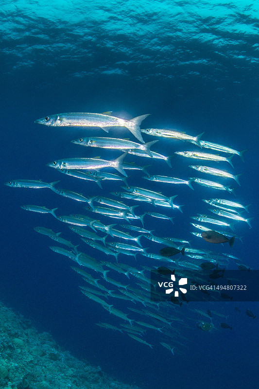 金梭鱼图片素材