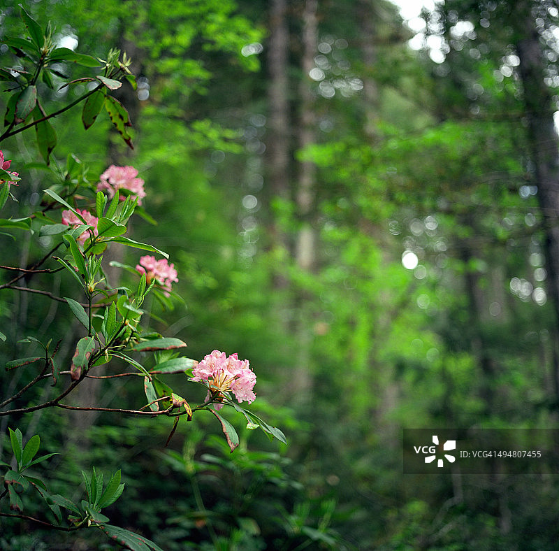 森林中盛开的杜鹃花图片素材
