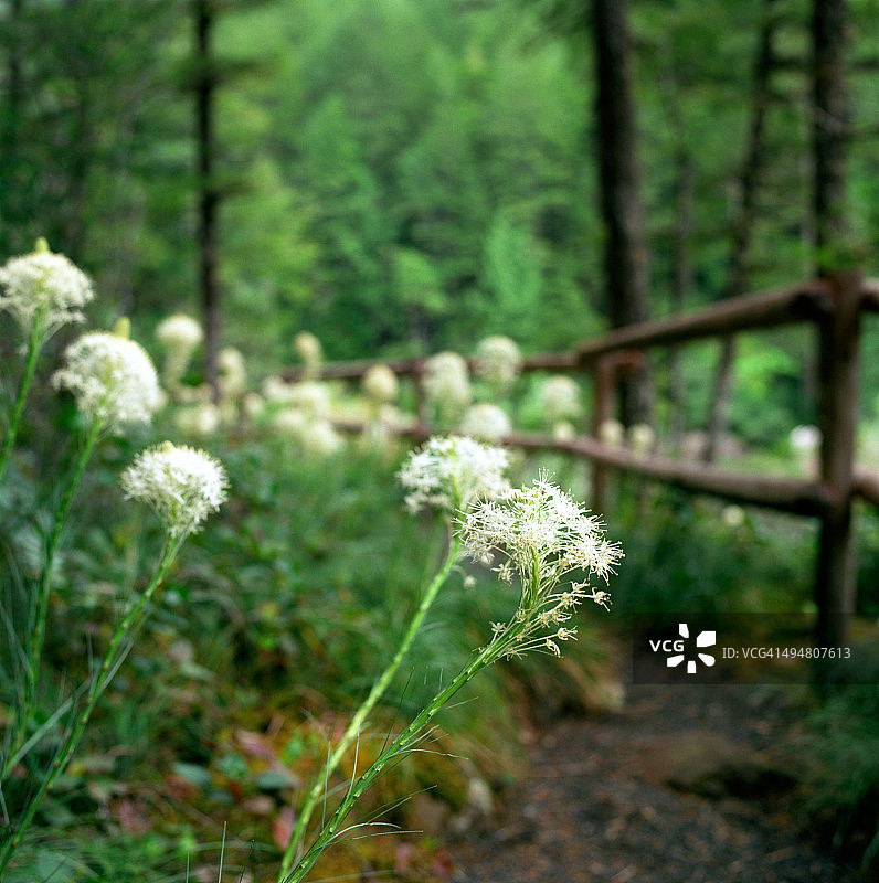 森林小路上的熊草图片素材
