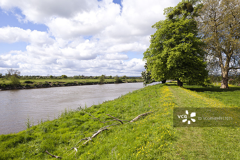 英国格洛斯特郡塞文河畔的毛茛花图片素材