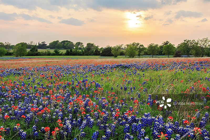 德克萨斯州野花田图片素材