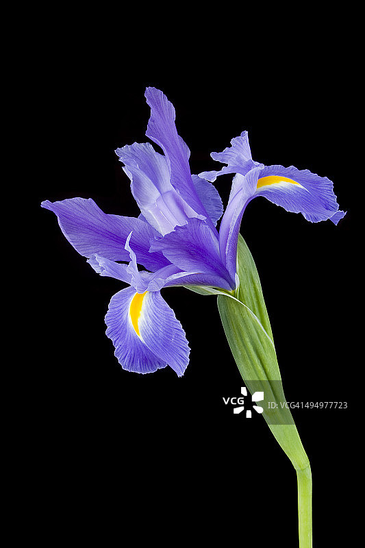 单支紫色鸢尾花图片素材