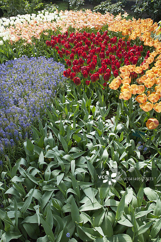 郁金香花园图片素材