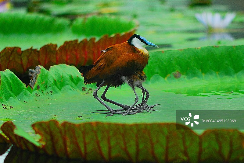 非洲水雉照顾和保护它的雏鸟图片素材