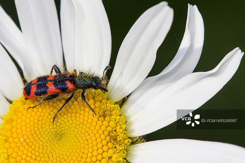 格子甲虫图片素材