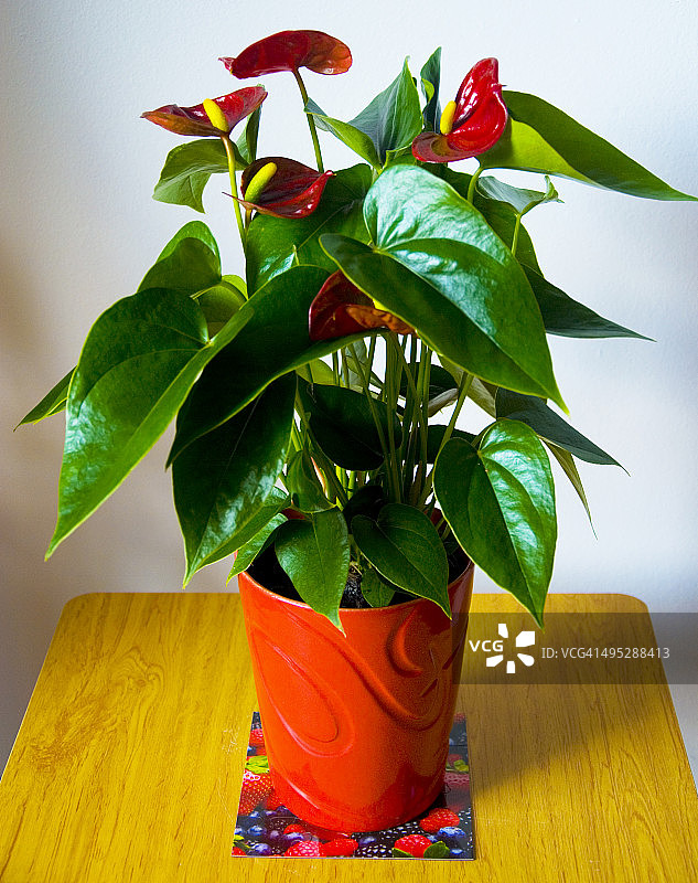 红掌植物图片素材