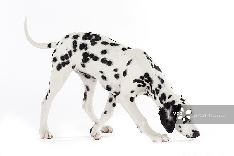 达尔马提亚犬图片素材