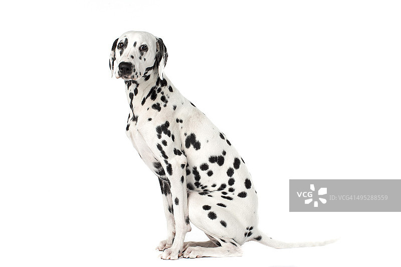 达尔马提亚犬图片素材